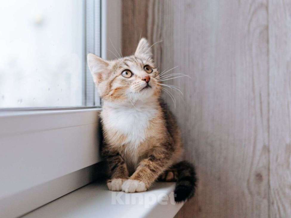 Кошки в Москве: Тоша, котенок, который выжил Мальчик, Бесплатно - фото 2