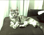 Кошки в Сертолово: Отдам кота в хорошие руки  Мальчик, Бесплатно - фото 1