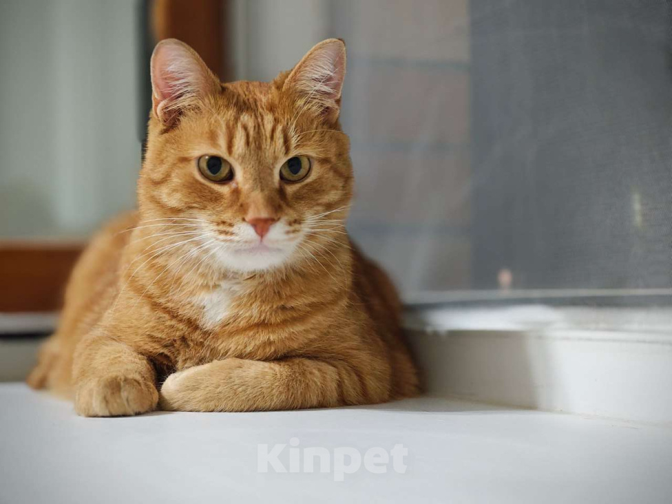 Кошки в Красногорске: Красивый и ласковый кот срочно ищет новый дом! Мальчик, Бесплатно - фото 1