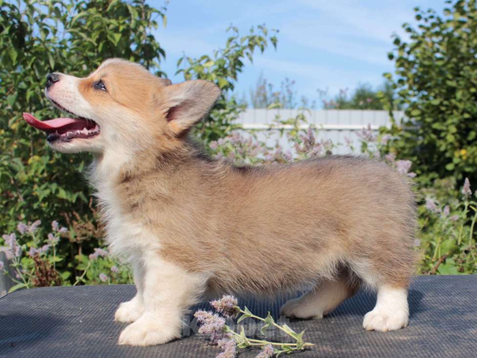 Собаки в Москве: вельш корги пемброк девочка 2.5 мес Девочка, 85 000 руб. - фото 2