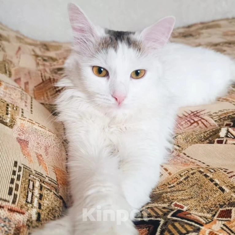 Кошки в Москве: Ласковый пушистый котик в добрые руки Мальчик, Бесплатно - фото 5