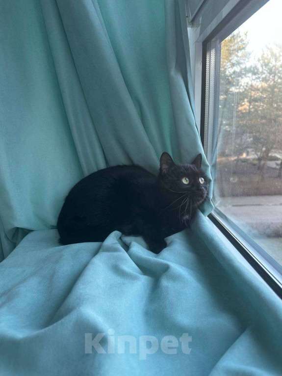 Кошки в Москве: Кошка Багира ищет дом Девочка, Бесплатно - фото 9