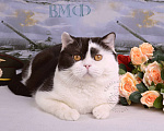 Кошки в Санкт-Петербурге: Молодой британский котик закончил племпрограмму питомника Мальчик, 5 000 руб. - фото 6