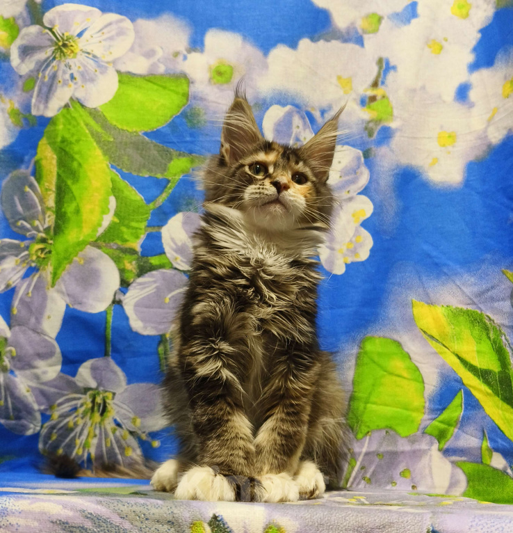 Кошки в Москве: Котёнок Мейн-кун Полидакт Девочка Девочка, 90 000 руб. - фото 2