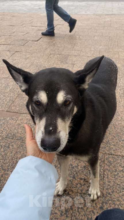 Собаки в Москве: Найдена собака Речной вокзал Девочка, Бесплатно - фото 1