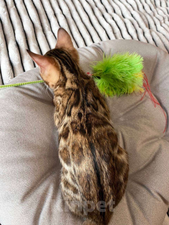 Кошки в Самаре: Бенгальский мальчишка Veritay Bentley  Мальчик, 60 000 руб. - фото 3