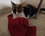 Кошки в Волгограде: Котенок девочка Девочка, Бесплатно - фото 2
