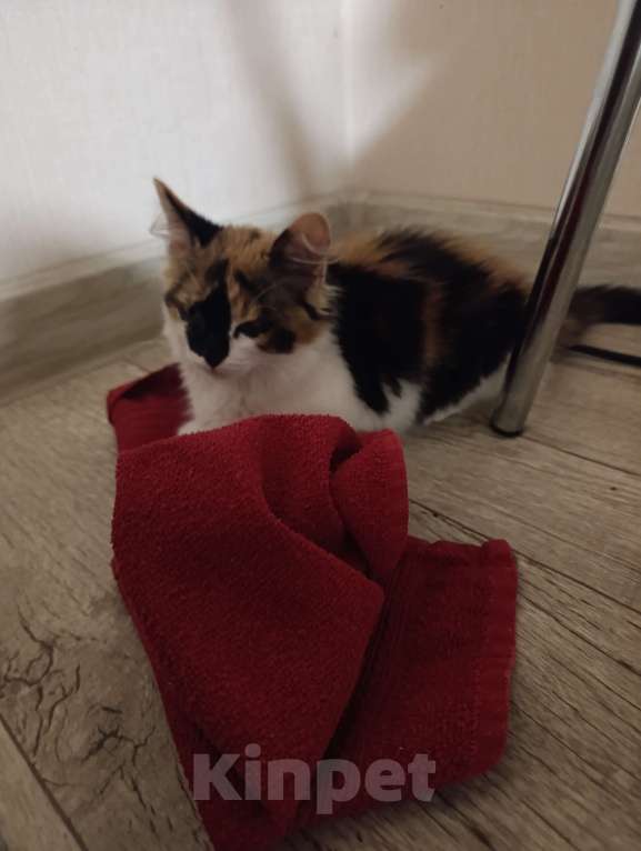 Кошки в Волгограде: Котенок девочка Девочка, Бесплатно - фото 2