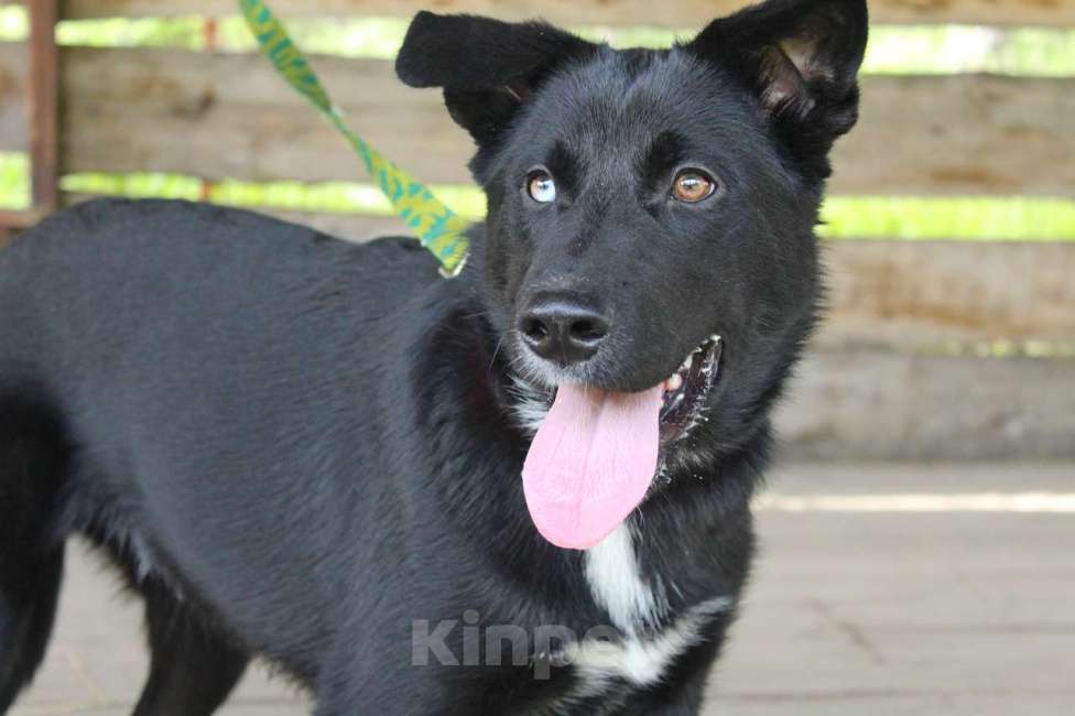 Собаки в Санкт-Петербурге: Необыкновенный щенок-красавчик ищет дом Мальчик, Бесплатно - фото 2