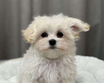 Собаки в Москве: Мальтипу, мальчик Мальчик, Бесплатно - фото 2