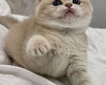Кошки в Новосибирске: Британская золотая шиншилла Девочка, 70 000 руб. - фото 3