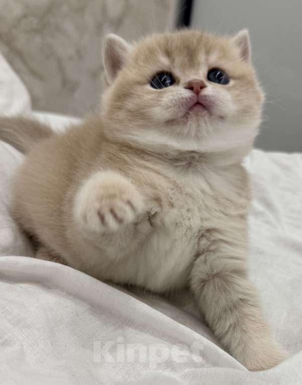 Кошки в Новосибирске: Британская золотая шиншилла Девочка, 70 000 руб. - фото 3