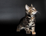 Кошки в Чебоксарах: Курильский бобтейл, котик Мальчик, Бесплатно - фото 1
