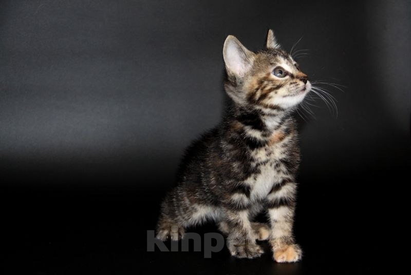 Кошки в Чебоксарах: Курильский бобтейл, котик Мальчик, Бесплатно - фото 1