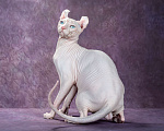 Кошки в Самаре: Котёнок Умка Мальчик, Бесплатно - фото 2