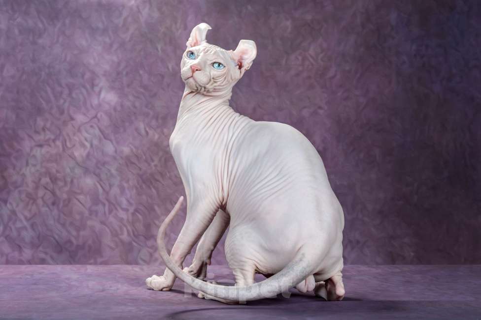 Кошки в Самаре: Котёнок Умка Мальчик, Бесплатно - фото 2