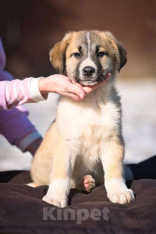 Собаки в Красногорске: Бетховен Мальчик, Бесплатно - фото 2