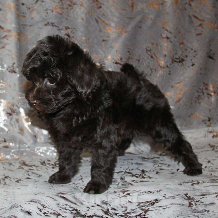 Собаки в Санкт-Петербурге: ❤️ Щенок той-пуделя девочка шоколадная. СПб Девочка, 80 000 руб. - фото 3