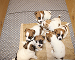 Собаки в Челябинске: Щенки Джек Рассел терьера Мальчик, Бесплатно - фото 1