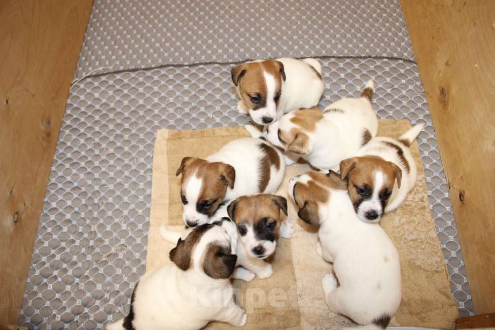 Собаки в Челябинске: Щенки Джек Рассел терьера Мальчик, Бесплатно - фото 1