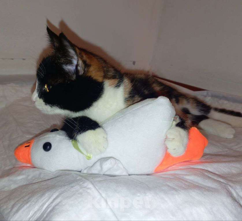 Кошки в Москве: Трехцветный котенок Умка в добрые руки Девочка, 1 руб. - фото 3