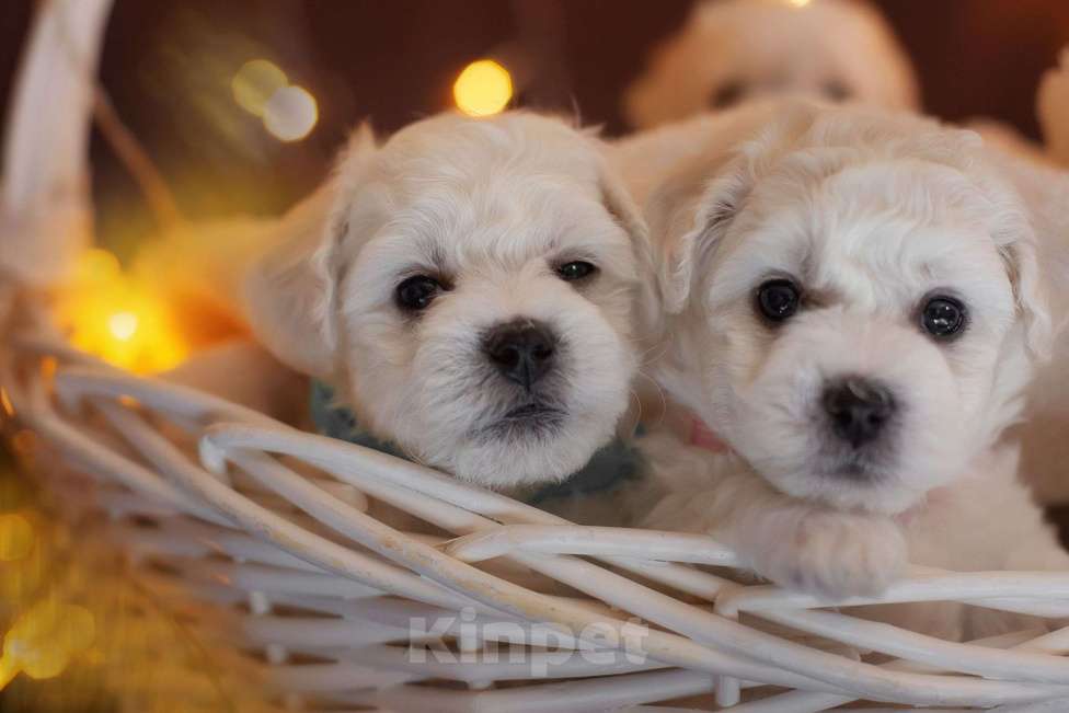 Собаки в Омске: Готовы к переезду щенки Бишон-фризе Мальчик, Бесплатно - фото 3