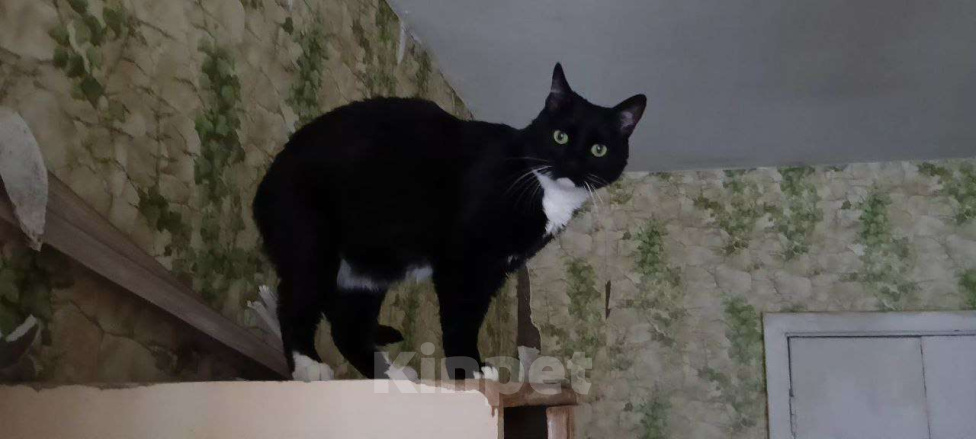 Кошки в Москве: Стешенька знает, как навести уют в доме  Девочка, Бесплатно - фото 1