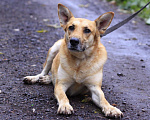 Собаки в Балашихе: Золотая семейная Оливия 3,5г из приюта Девочка, Бесплатно - фото 8