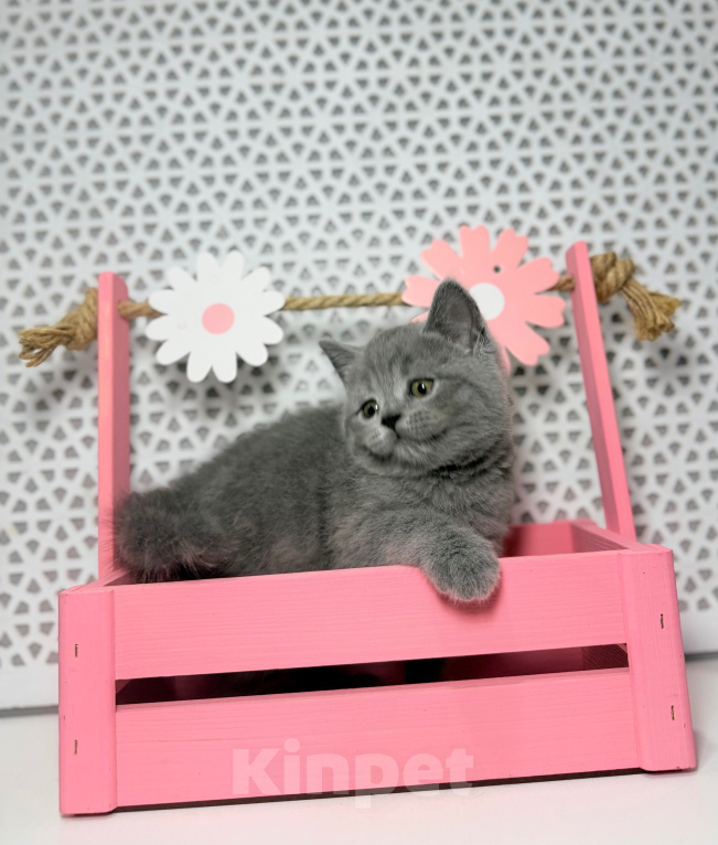 Кошки в Москве: Британский котенок Девочка, 25 000 руб. - фото 5