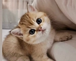 Кошки в Воронеже: Котенок британский короткошерстный Мальчик, 23 000 руб. - фото 1