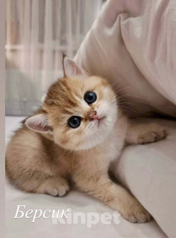 Кошки в Воронеже: Котенок британский короткошерстный Мальчик, 23 000 руб. - фото 1