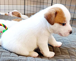 Собаки в Луховицах: Щенки Джек Рассел Терьер Мальчик, 30 000 руб. - фото 1