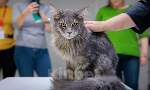 Кошки в Москве: Ласковый малыш Мейн-Кун Мальчик, 100 000 руб. - фото 5