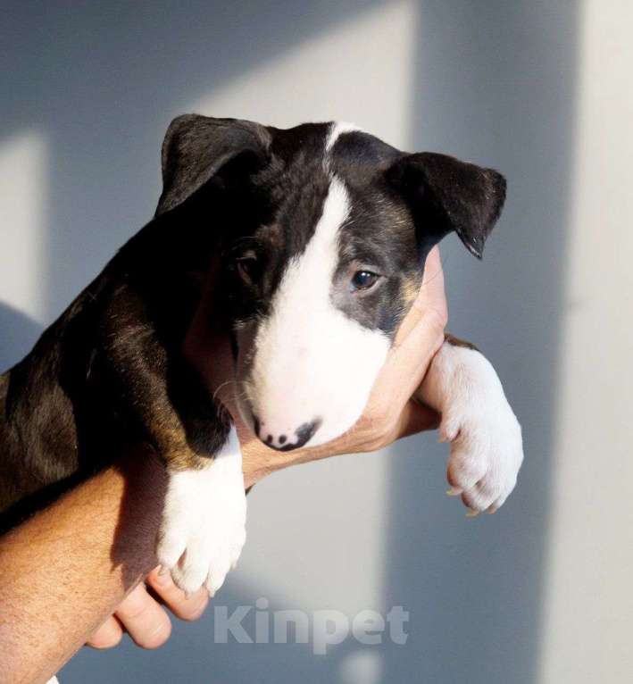 Собаки в других городах Краснодарского края: Щенки бультерьера  Девочка, Бесплатно - фото 2