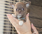Собаки в Москве: Лиловая красотка чихуахуа Девочка, 100 000 руб. - фото 5