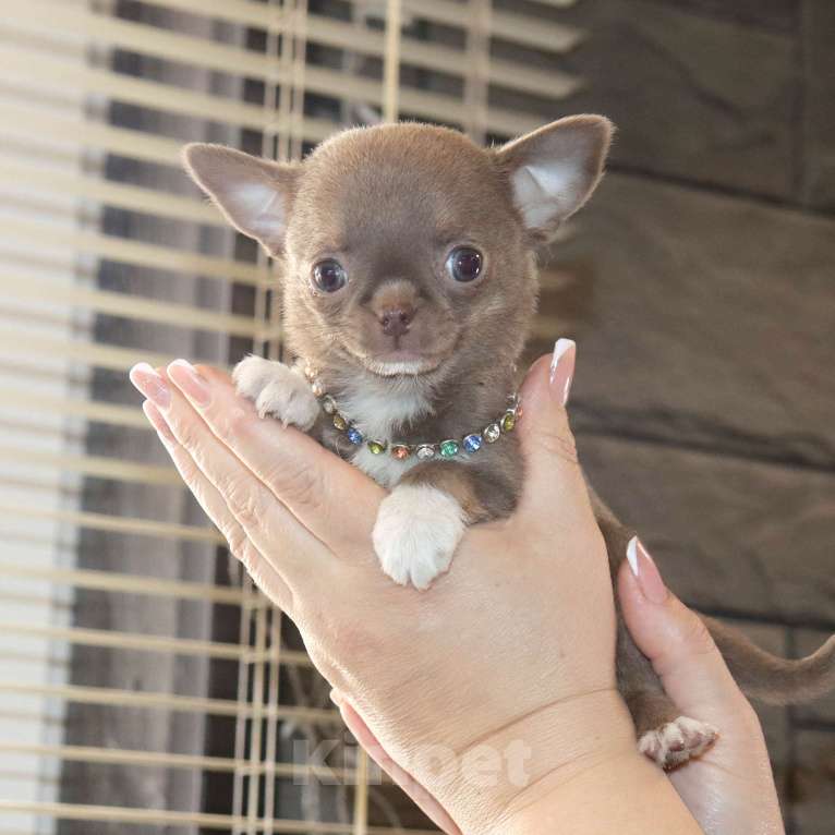 Собаки в Москве: Лиловая красотка чихуахуа Девочка, 100 000 руб. - фото 5