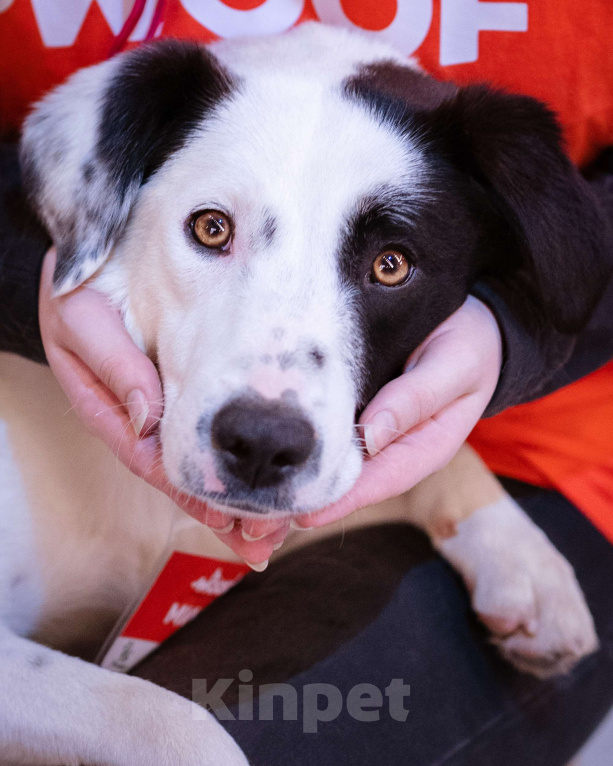 Собаки в Троицке: Мила в поисках дома Девочка, Бесплатно - фото 1