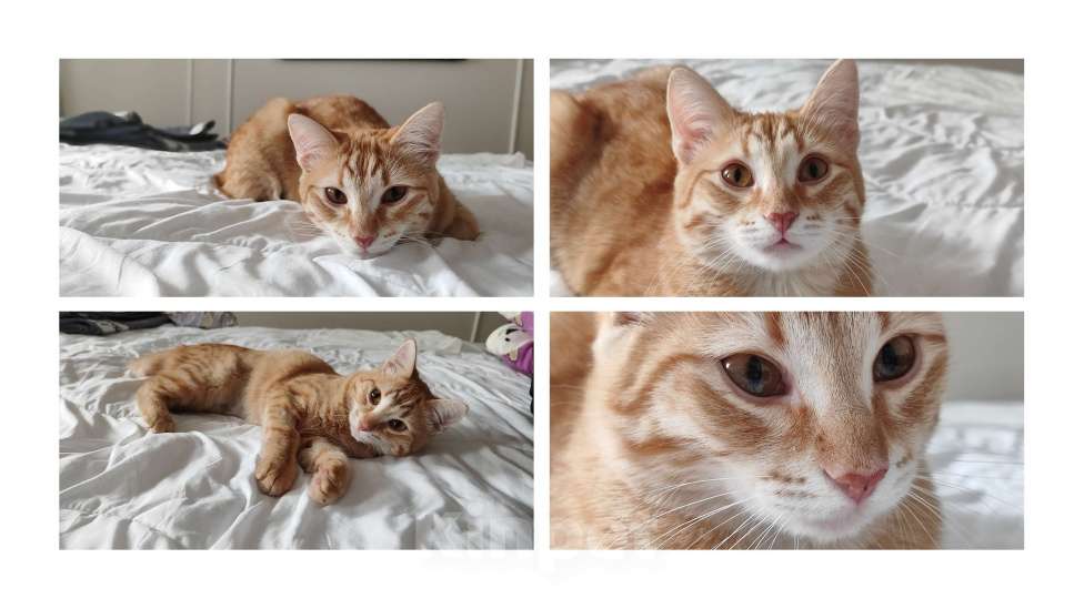 Кошки в Королеве: Котёнок Вишенка Девочка, Бесплатно - фото 6