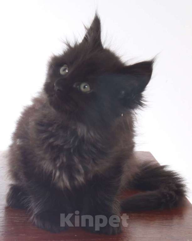 Кошки в Санкт-Петербурге: мейн-кун Девочка, 50 000 руб. - фото 2