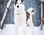 Собаки в Котельнике: Белая аристократка Бэлль в добрые руки Девочка, Бесплатно - фото 9