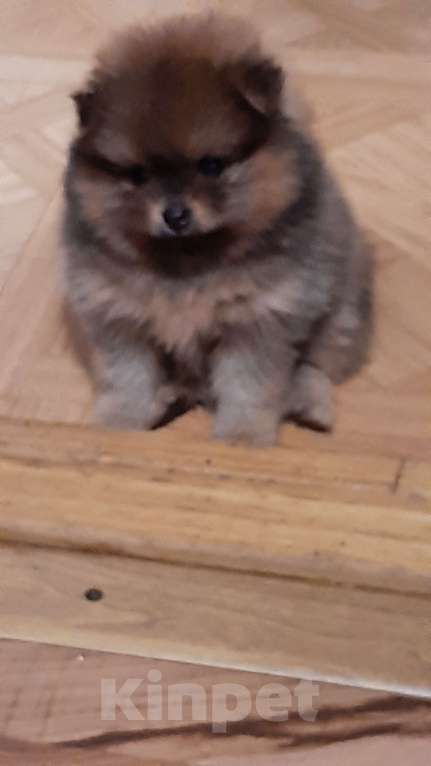 Собаки в Пскове: Щенки померанского шпица  Мальчик, 25 000 руб. - фото 1