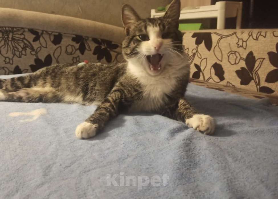 Кошки в других городах Московской области: Друг Кузя 1 год Мальчик, Бесплатно - фото 4