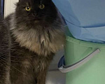 Кошки в Уфе: Отдам кошку в добрые руки  Девочка, 10 руб. - фото 2