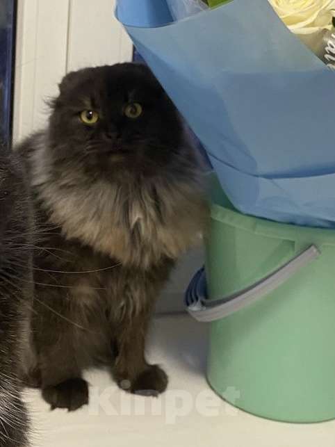 Кошки в Уфе: Отдам кошку в добрые руки  Девочка, 10 руб. - фото 2