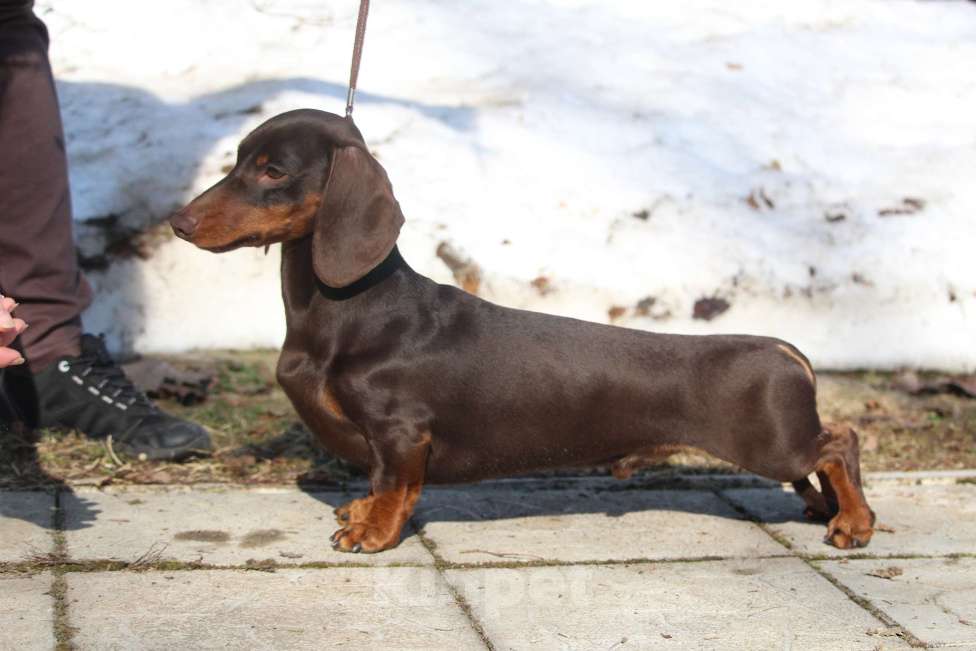 Собаки в Москве: Вязка с миниатюрным кобелем РКФ коричнево подпалым Мальчик, Бесплатно - фото 1