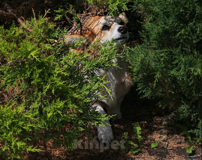 Собаки в Тольятти: Корги Этери Эсми Девочка, 50 000 руб. - фото 6