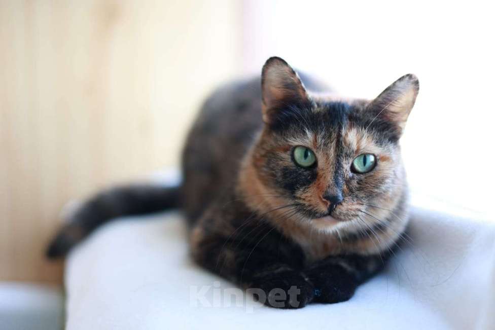 Кошки в Москве: Кошка для уюта Муся Девочка, Бесплатно - фото 2