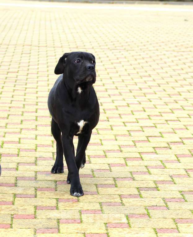 Собаки в Краснодаре: девочка кане корсо  Девочка, 25 000 руб. - фото 2