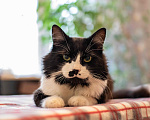 Кошки в Москве: Милан, кот - терапевт Мальчик, 100 руб. - фото 10