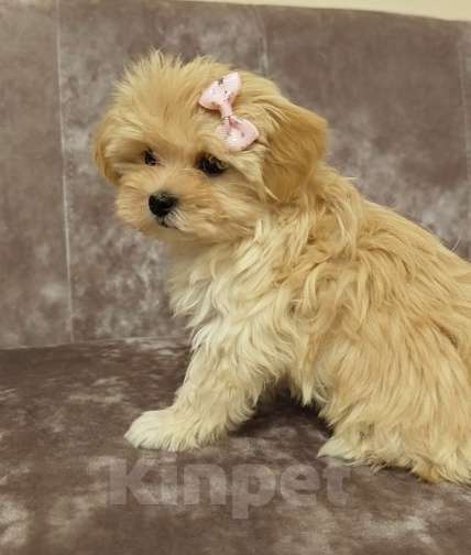 Собаки в Саратове: Девочка. Мальтипу F1 Девочка, 140 000 руб. - фото 2